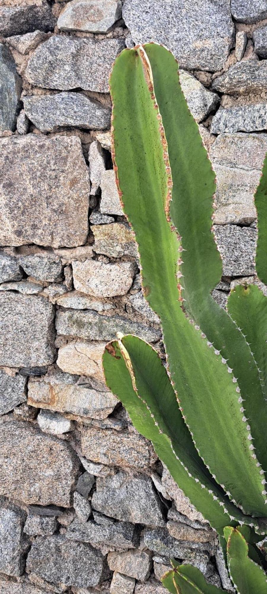 Anixi - Primavera Mykonos Ornos  Ngoại thất bức ảnh